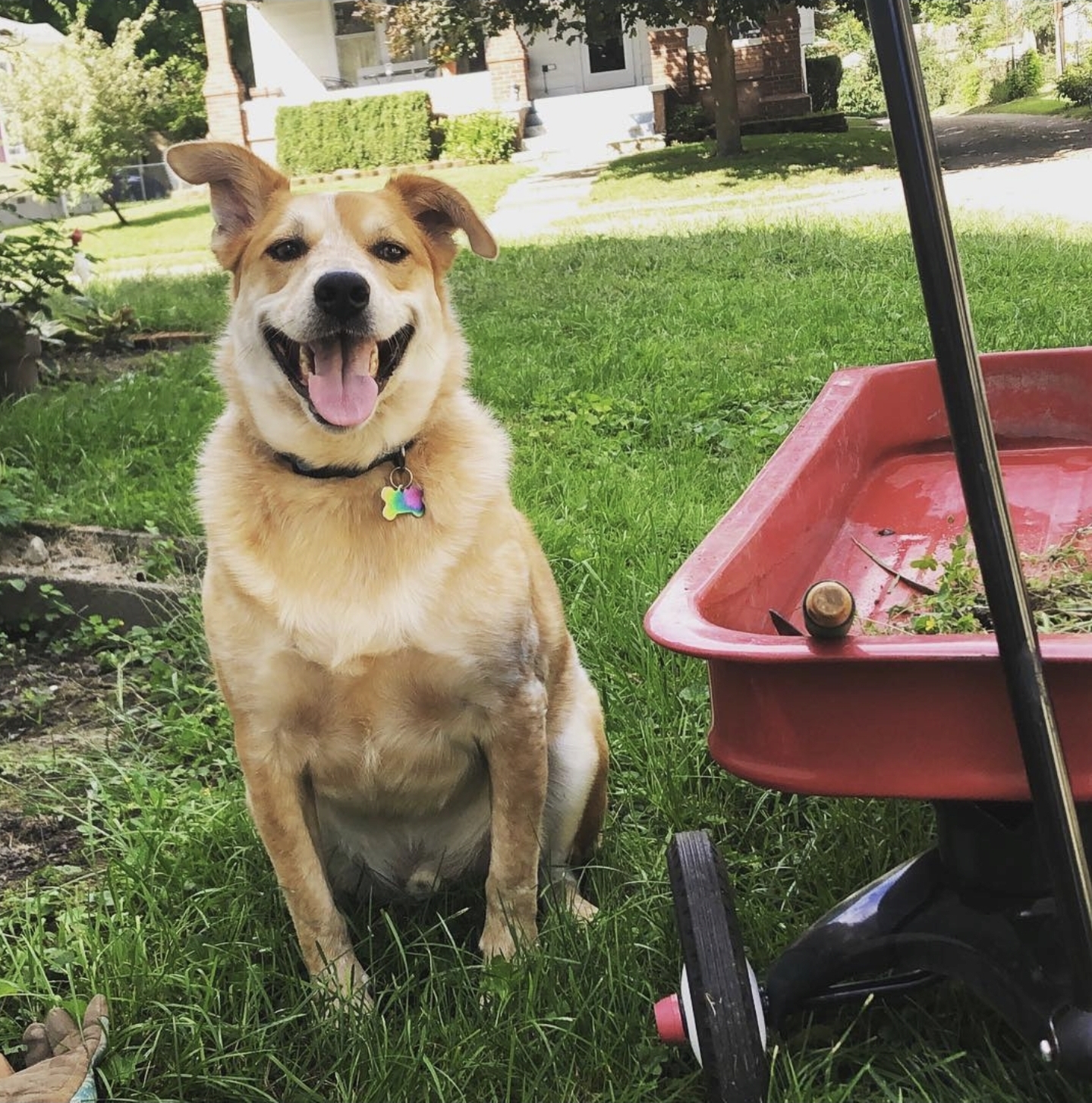Jules, a happy Australian Cattle Dog mix smiling in a sunny yard