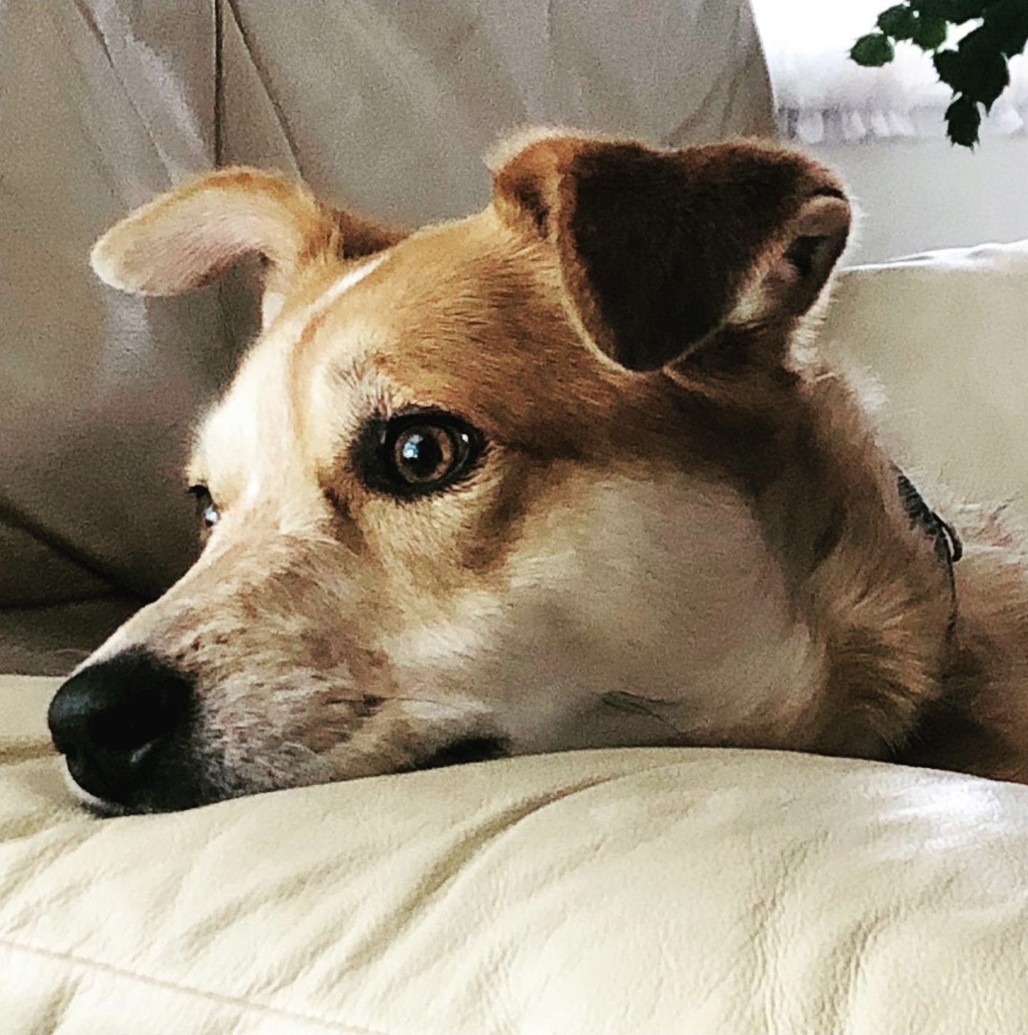 Jules, an Australian Cattle Dog mix resting on a couch with a watchful expression