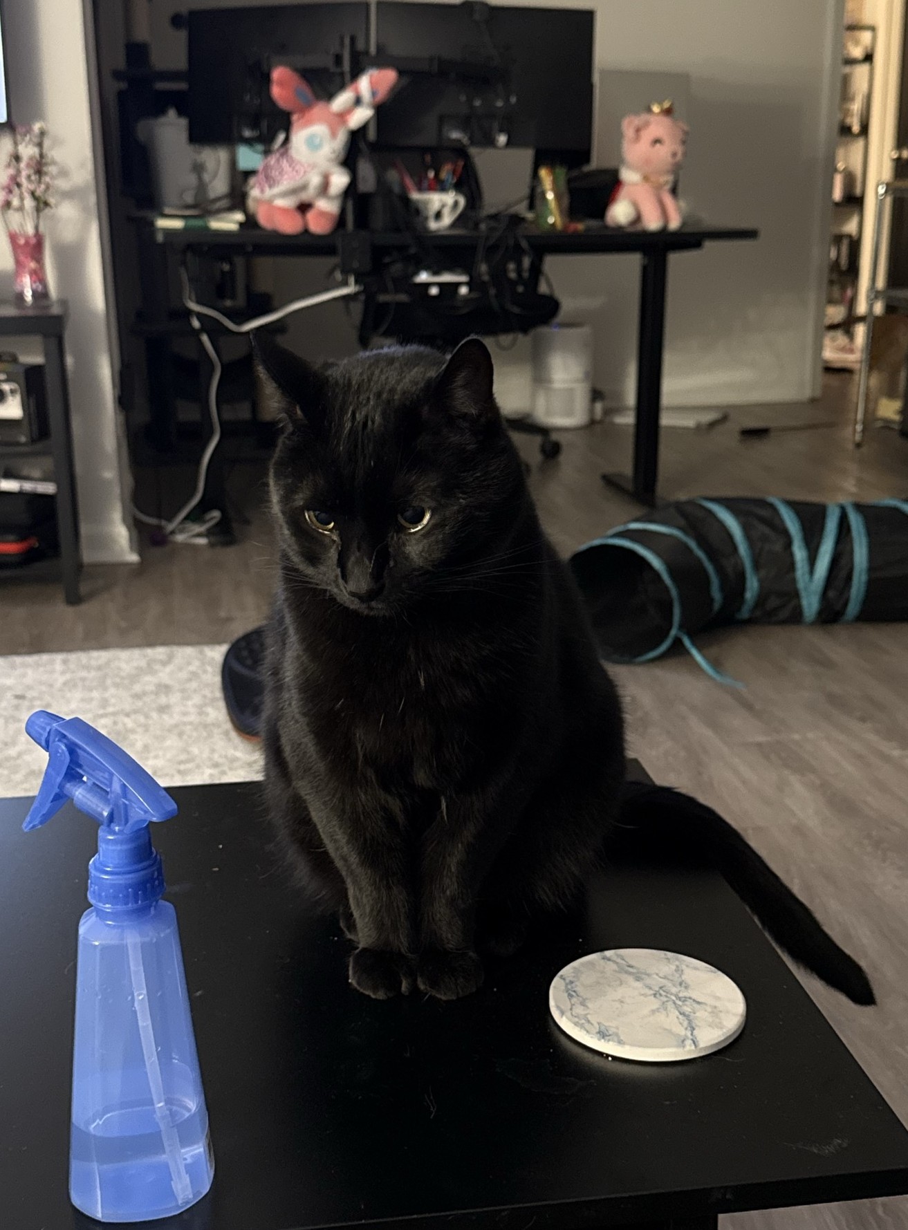 Percy, a sleek black cat sitting on a desk with quiet authority